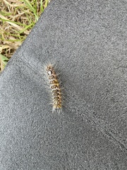 Acronicta megacephala