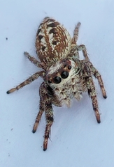 Opisthoncus serratofasciatus