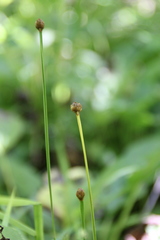 Xyris tennesseensis