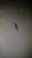 Peribatodes secundaria