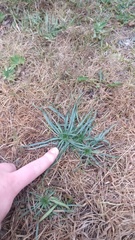 Plantago alpina