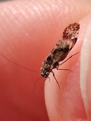Trichadenotecnum majus