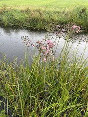 Butomus umbellatus