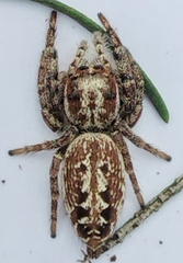 Opisthoncus serratofasciatus