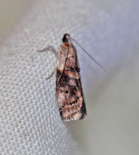 Pecan Leaf Casebearer Moth photo 5
