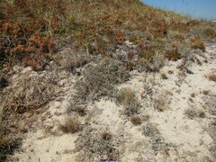 Crucianella maritima