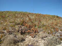 Crucianella maritima