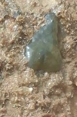 Phlebobranchia
