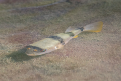 Marilyna pleurosticta