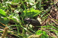Carabus clatratus
