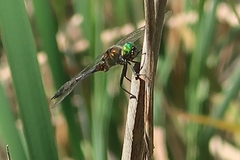 Somatochlora flavomaculata