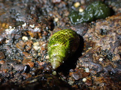 Tritia conspersa