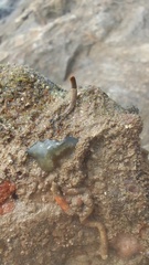 Phlebobranchia