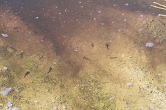 Ichthyosaura alpestris