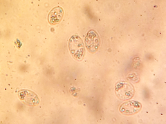 Charophyta