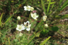 Eristalis cryptarum