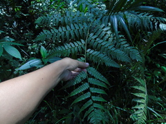 Diplazium polypodioides