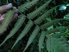 Diplazium polypodioides