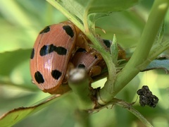 Podontia affinis