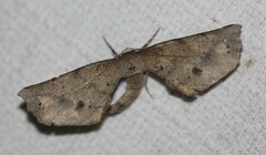 Parepisparis excusata