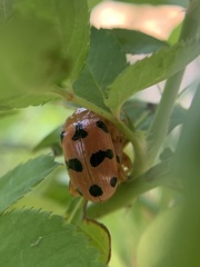 Podontia affinis