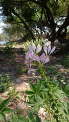 Cleome spinosa