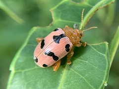 Podontia affinis