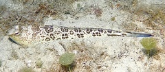 Trachinus radiatus