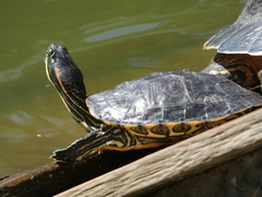 Trachemys