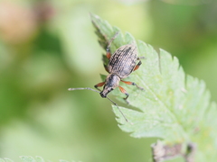 Otiorhynchus sensitivus