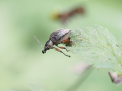 Otiorhynchus sensitivus