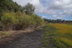 Melaleuca teretifolia
