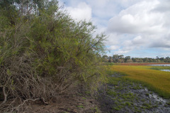 Melaleuca teretifolia