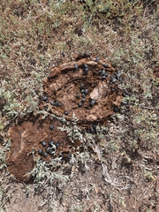 Gymnopleurus mopsus