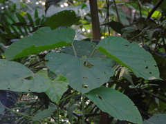 Clerodendrum villosum