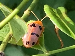 Podontia