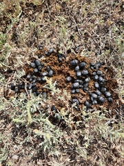 Gymnopleurus mopsus