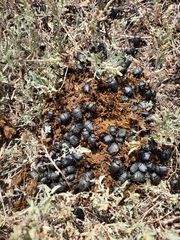 Gymnopleurus mopsus