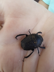 Gymnopleurus mopsus