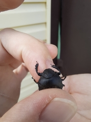 Gymnopleurus mopsus
