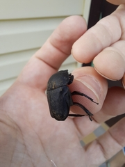 Gymnopleurus mopsus