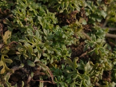 Jaborosa magellanica