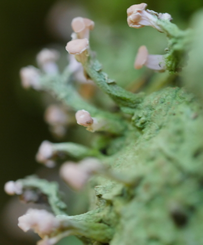 Representative image of Baeomycetales