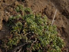 Jaborosa magellanica