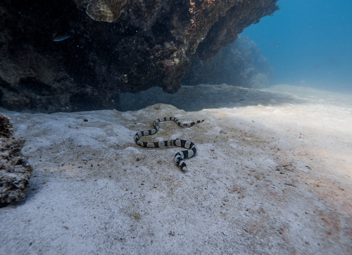 Banded snake eel (Myrichthys colubrinus) — Ophichthidae