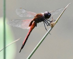 Tramea transmarina euryale