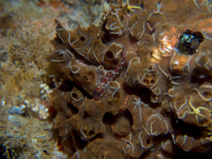 Helcogramma decurrens
