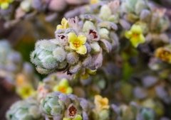 Thymelaea