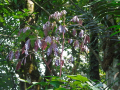 Archidendron jiringa