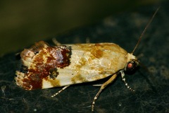 Acontia imitatrix